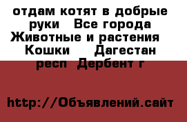 отдам котят в добрые руки - Все города Животные и растения » Кошки   . Дагестан респ.,Дербент г.